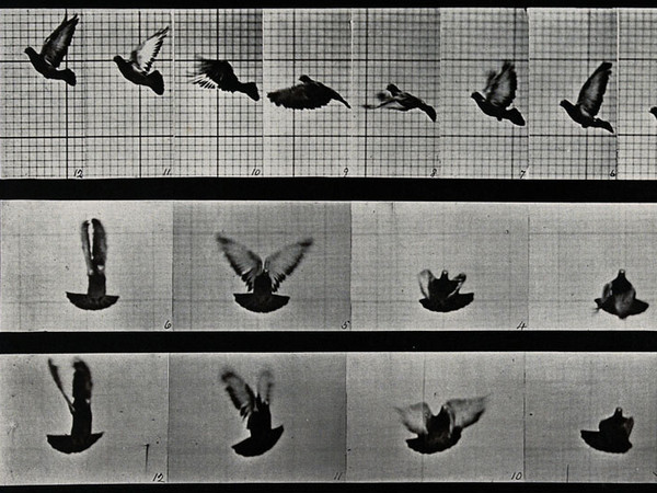Eadweard Muybridge, A cockatoo flying, 1887 | © Wellcome Images