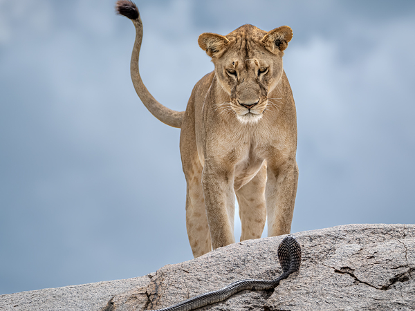 © Gabriella Comi, Wildlife Photographer of the Year 2025 © Gabriella Comi, Wildlife Photographer of the Year 2025