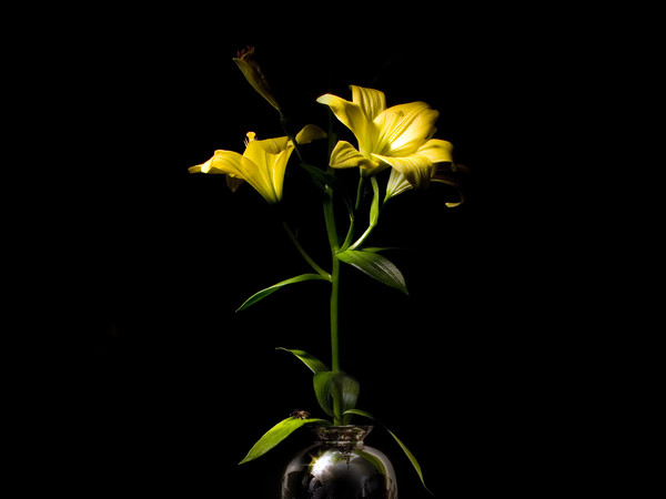 Mauro Davoli, Fiori in un vaso con collana di conchiglie e insetto, 2013, 60 x 60 cm | © Mauro Davoli