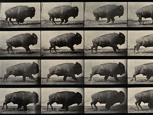 Eadweard Muybridge, A buffalo walking, 1887, 35 x 23 cm, Wellcome Library di Londra | © Wellcome Images