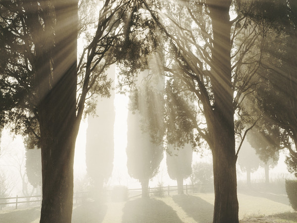 Joel Meyerowitz, Cipressi, mattina presto. Toscana, 2002 © Joel Meyerowitz - Courtesy of Howard Greenberg Gallery