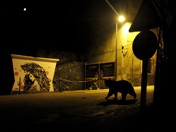 Marco Colombo, Crossing Paths, Wildlife Photographer of the Year, Italy Winner 2018, Urban Wildlife