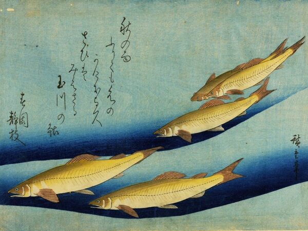 Utagawa Hiroshige, Pesci ayu, periodo Edo, silografia policroma. Courtesy Museo d’Arte Orientale E. Chiossone di Genova, Comune di Genova Utagawa Hiroshige, Pesci ayu, periodo Edo, silografia policroma. Courtesy Museo d’Arte Orientale E. Chiossone di Genova, Comune di Genova