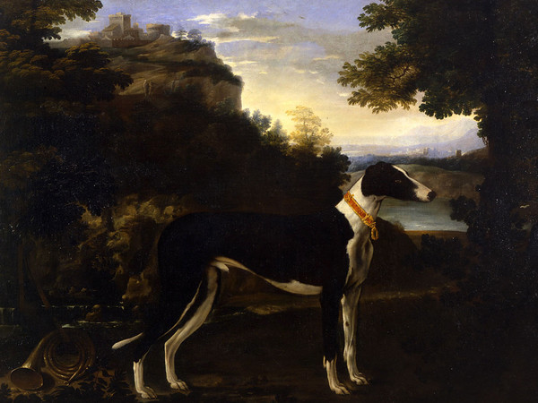 Michelangelo Pace da Campidoglio (1610 - 1670), Ritratto di levriero, Olio su tela, 251 x 174 cm, Milano, Collezione Koelliker