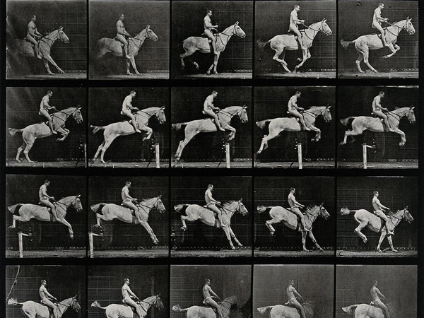 Eadweard Muybridge, A horse jumping a hurdle, 1887, 30 x 25.50 cm, Wellcome Library di Londra | © Wellcome Images