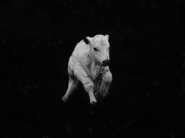 Ilaria Ferretti, Bestiario. Manuale di cucina, Vitello/Calf | © MUST GALLERY, Lugano