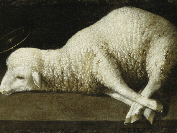 Francisco de Zurbarán, Agnus Dei, c. 1635-40, Olio su tela, cm 35,6 x 52,1. The San Diego Museum of Art