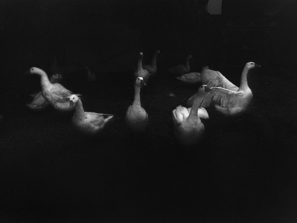 Ilaria Ferretti, Bestiario. Manuale di cucina, Oche/Geese | © MUST GALLERY, Lugano