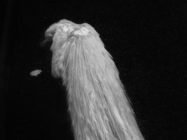 Ilaria Ferretti, Bestiario. Manuale di cucina, Pavone bianco coda/White Peacock Tail | © MUST GALLERY, Lugano