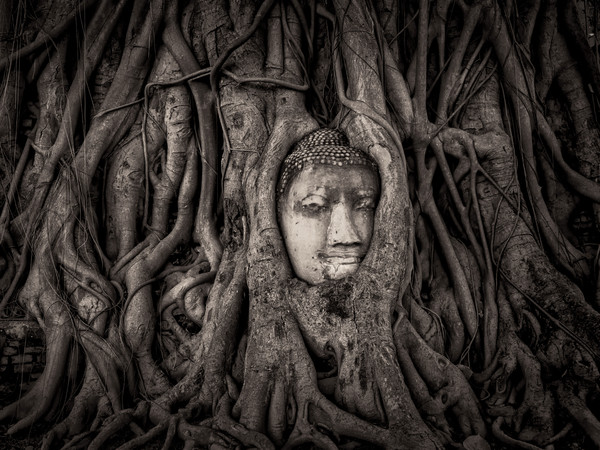 Mathew Browne, Buddha in a Banyan Tree, Wat Mahathat, Ayutthaya Wat Mahatha, Ayutthaya, Thailand, Finalista all'Historic Photographer of the Year 2017 | Courtesy of Historic Photographer of the Year | © Mathew Browne