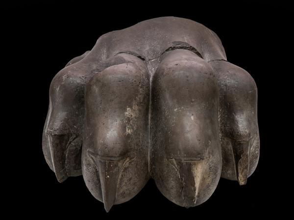 Frammento di un colossale capitello di colonna di tipo achemenide, Periodo achemenide (VI-IV sec. a.C.) presumibilmente prima metà del V sec. a.C., Persepoli (Fars, Apadana), Pietra calcarea nera, 73 x 53 x 36 cm | Photo © Gianluca Baronchelli