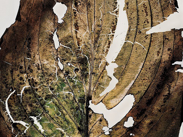 Nino Migliori, Herbarium, 1974, C-print vintage-unicum su supporto legno, 70 x 100 cm | © Fondazione Nino Migliori