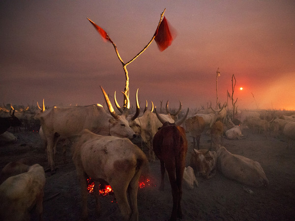Un accampamento di allevatori nella notte mentre sorge la luna piena. Jonglei, Sudan del Sud 2012. © Kazuyoshi Nomachi