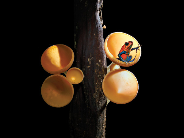 Cristobal Serrano, Spagna La rana fragola speaker, Puerto Viejo de Sarapiqui, Costa Rica | 