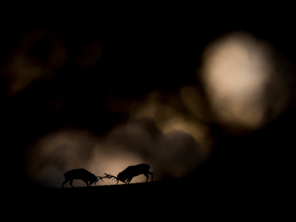 Michel d’Oultremont, Dream Duel, Wildlife Photographer of the Year, Belgium Winner 2018, Rising Star Portfolio Award
